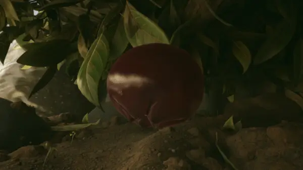 In-game screenshot of a hanging lingonberry used as featured image for Where to Find Lingonberry in Grounded 2